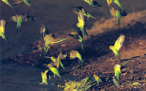  budgie