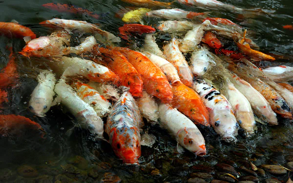 Animal koi HD Desktop Wallpaper | Background Image