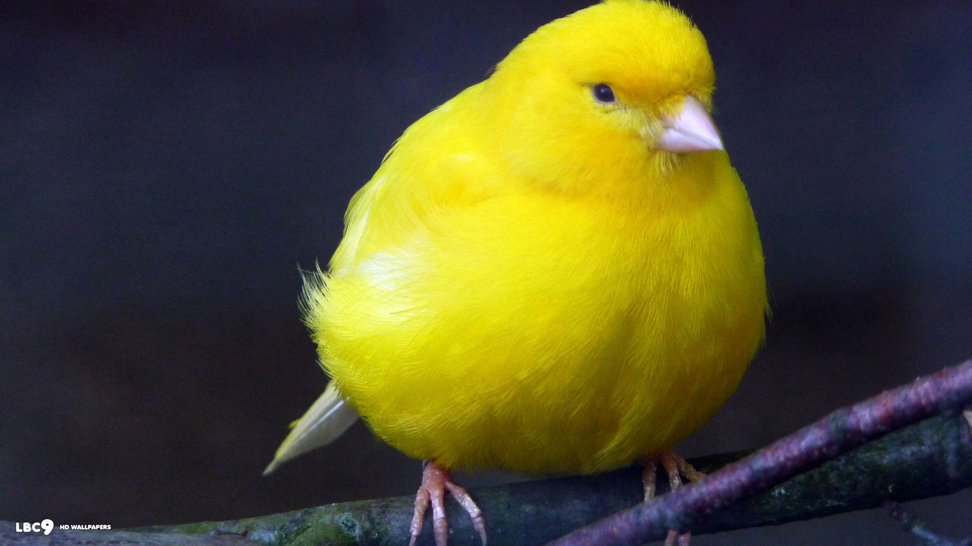 canary download