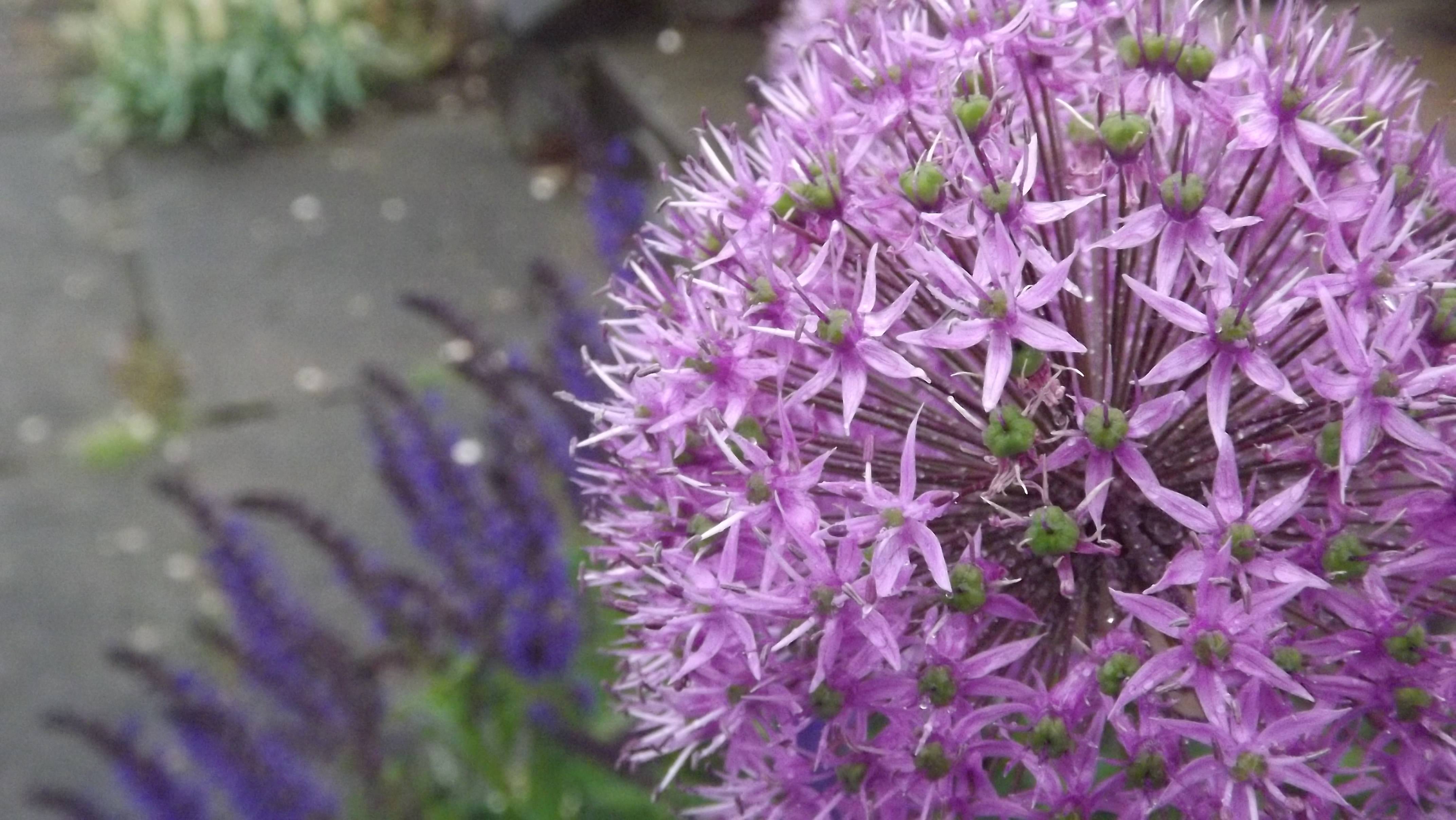 Download Nature Flower 4k Ultra HD Wallpaper