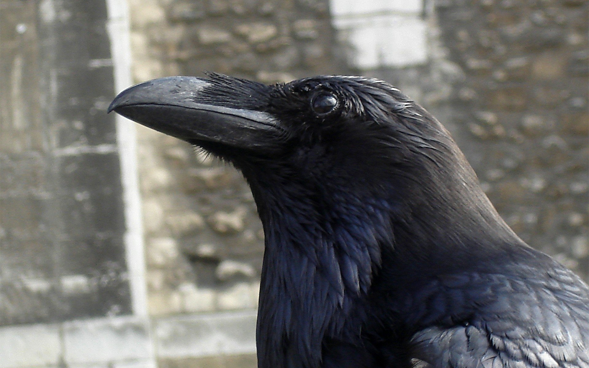 Animal - Crow  Wallpaper