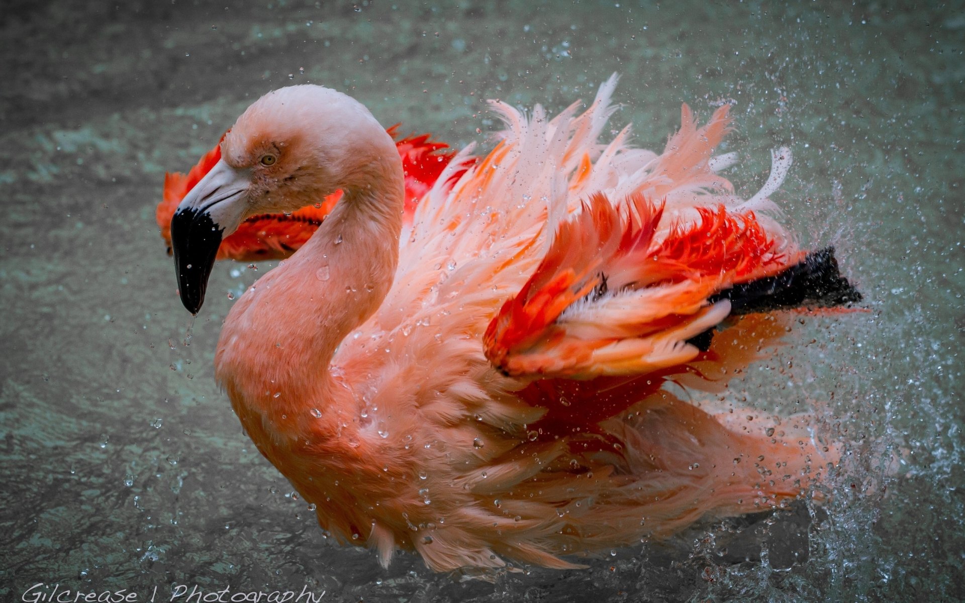 Vibrant pink flamingo splashing in water, animal close-up captured as a 2K Quad HD PC desktop wallpaper and background.