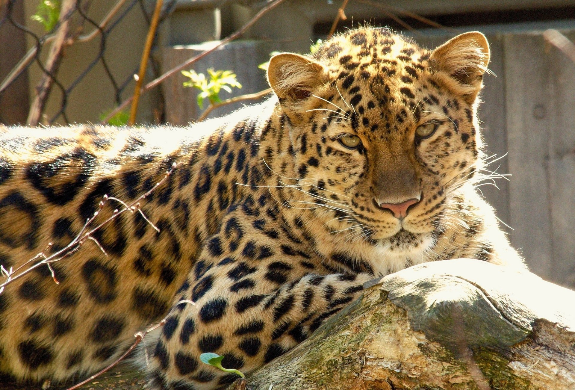 Download Animal Leopard HD Wallpaper