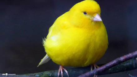 Vibrant yellow canary perched on a branch against a dark background, captured in high-definition for a PC desktop wallpaper.