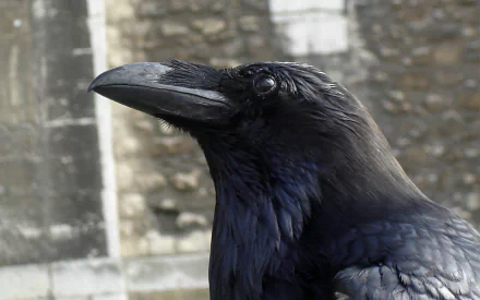 Close-up HD desktop wallpaper of a black crow with glossy feathers against a blurred stone wall background.