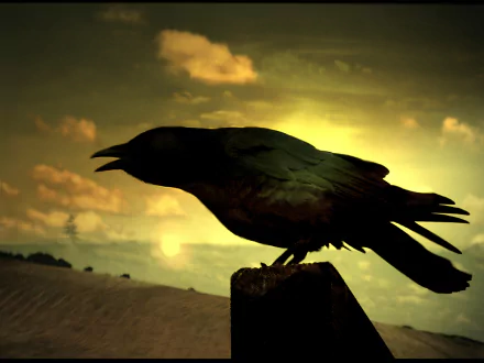 Animal crow HD Desktop Wallpaper | Background Image