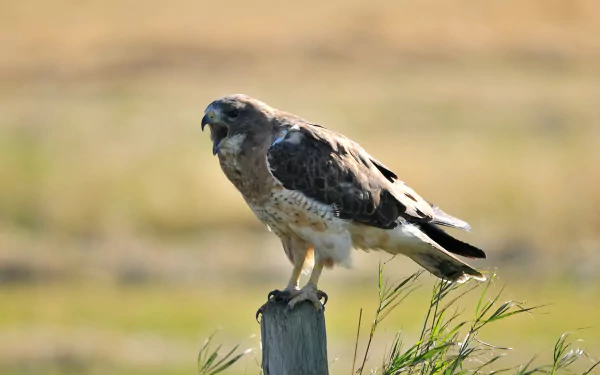 Animal hawk HD Desktop Wallpaper | Background Image