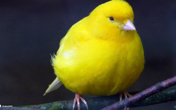 Vibrant yellow canary perched on a branch against a dark background, captured in high-definition for a PC desktop wallpaper.