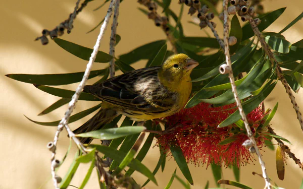 HD desktop wallpaper featuring a vibrant yellow canary perched among green leaves and red flowers against a warm, blurred background.