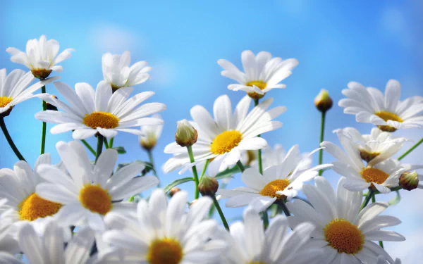 HD PC desktop wallpaper featuring a close-up of white daisies with yellow centers against a bright blue sky, capturing the beauty of nature.
