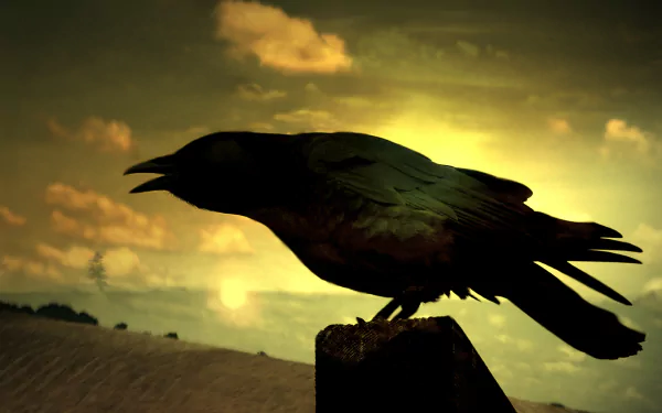 Animal crow HD Desktop Wallpaper | Background Image
