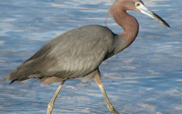 Little blue heron (bird, animal) wading in shallow water, detailed side profile — HD PC desktop wallpaper background.