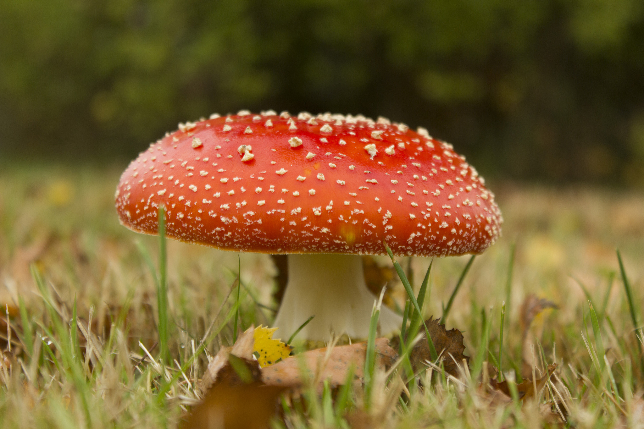 Саңырауқұлақ суреті