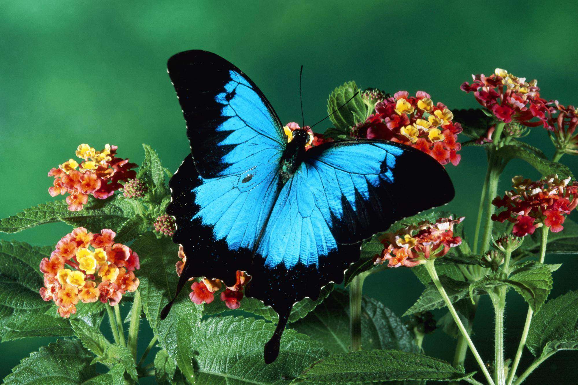 Animal Ulysses Butterfly HD Wallpaper | Background Image