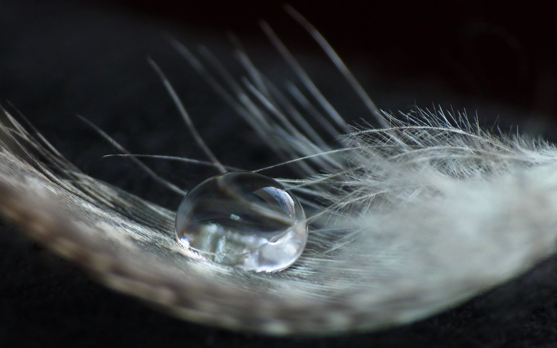 Close-up photography of a delicate feather with a clear water droplet resting on it, showcased as an HD PC desktop wallpaper and background.
