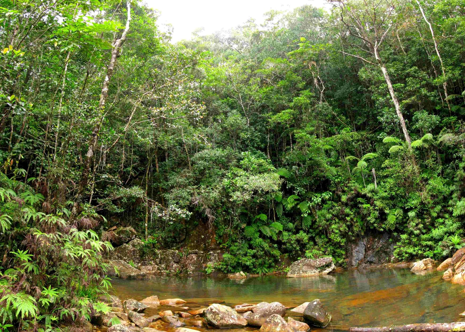 Тропические леса Ацинананы