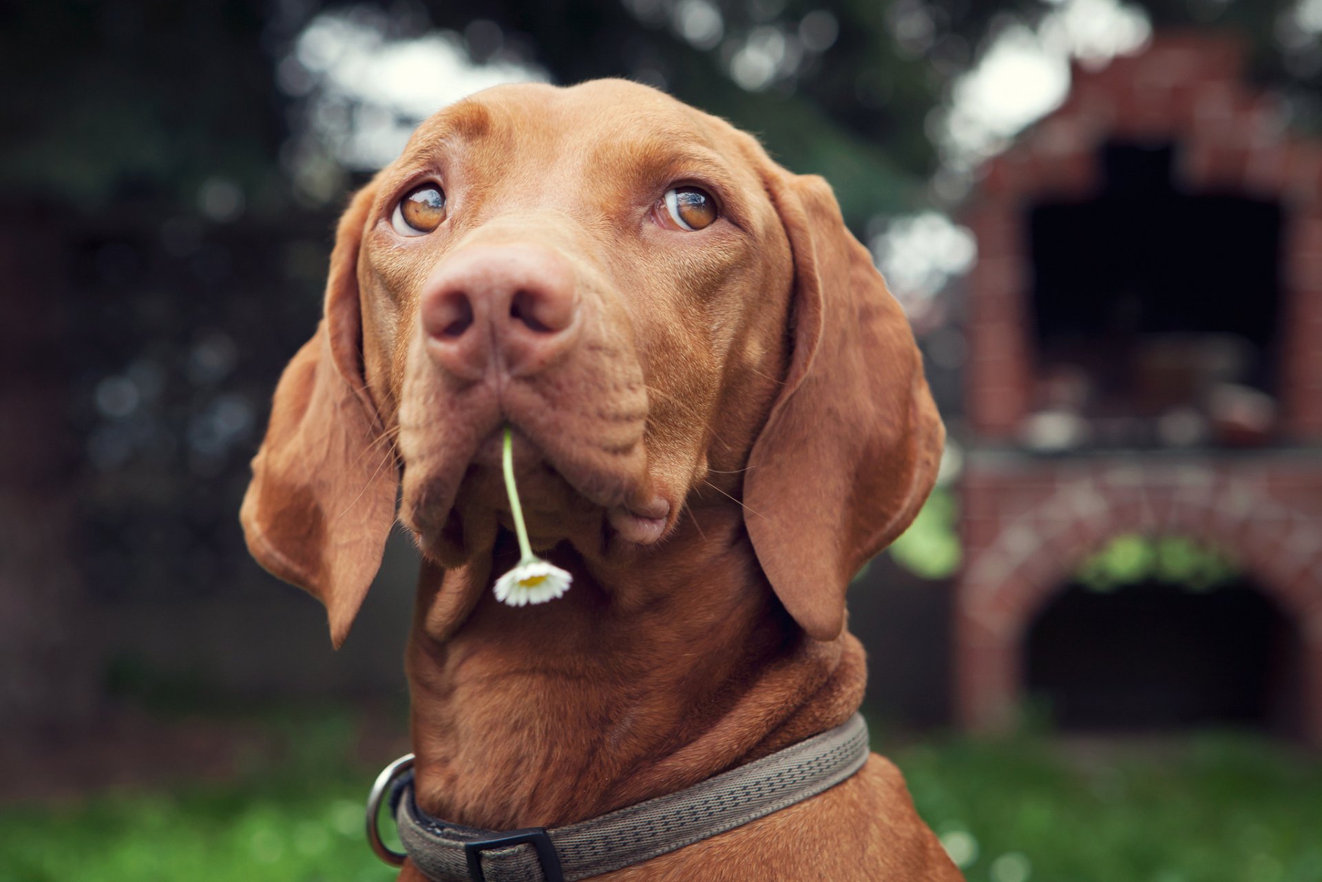 HD wallpaper of a brown dog with a daisy in its mouth, set against a blurred background featuring a brick structure.