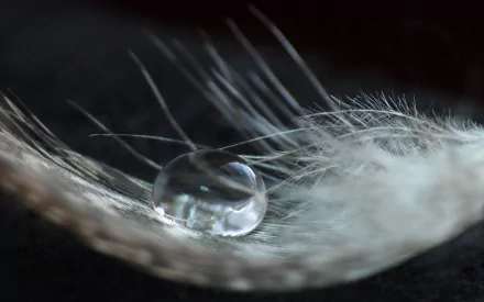 photography feather HD Desktop Wallpaper | Background Image