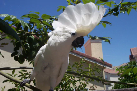 White cockatoo animal with raised crest perched on a branch against blue sky and rooftops — HD PC desktop wallpaper and background.