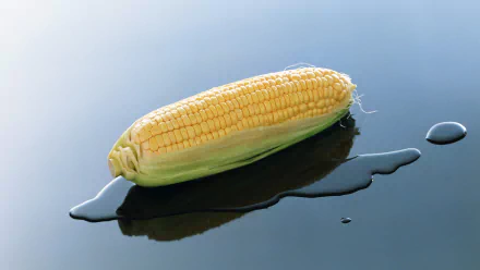 food corn HD Desktop Wallpaper | Background Image