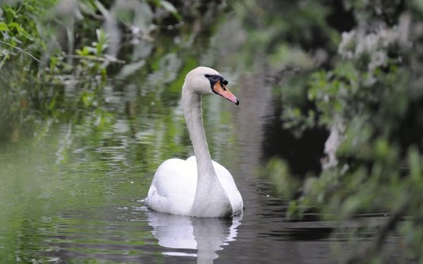 Animal Mute swan Birds Swans HD Wallpaper | Background Image