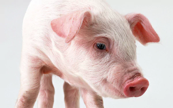 A close-up of a young piglet with a soft pink coat and curious expression, captured in high definition, creating a charming animal-themed wallpaper for PC desktops.