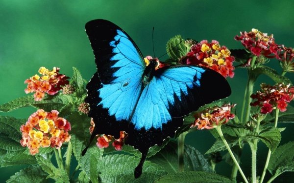 Animal Ulysses Butterfly Insects Butterfly HD Wallpaper | Background Image