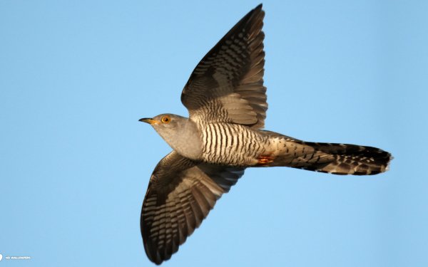 Animal Cuckoo Birds Cuckoos HD Wallpaper | Background Image