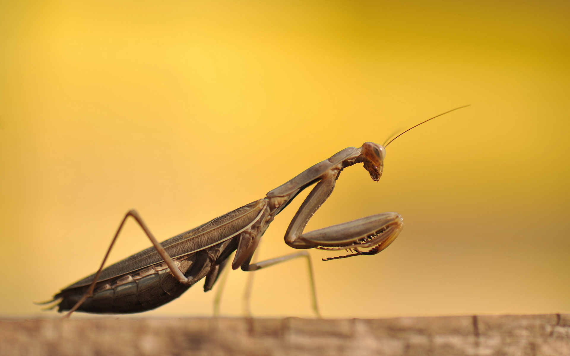 Animal Praying Mantis HD Wallpaper | Background Image