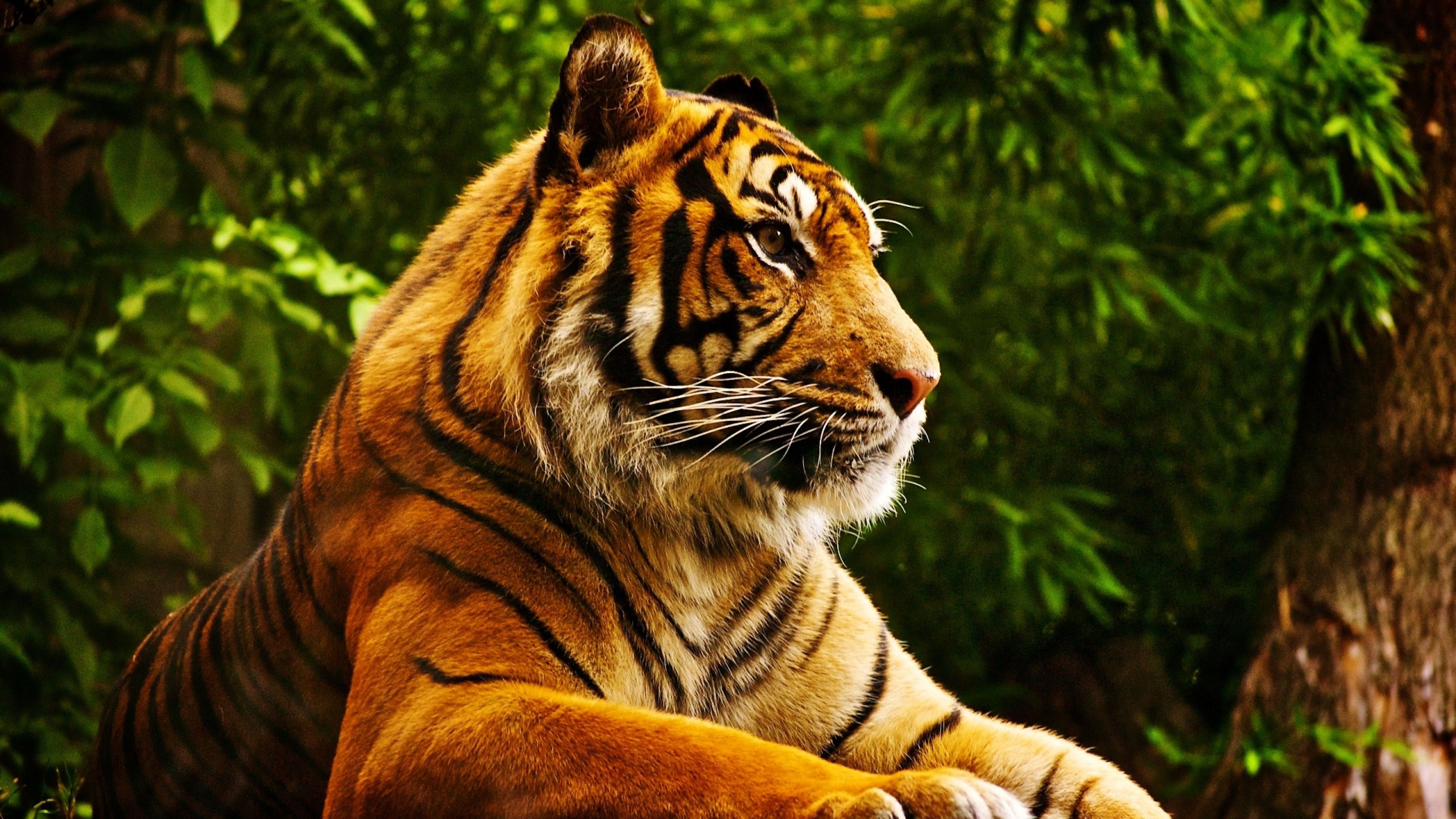 9700+ 4K Ultra HD Animal Wallpapers | Background Images