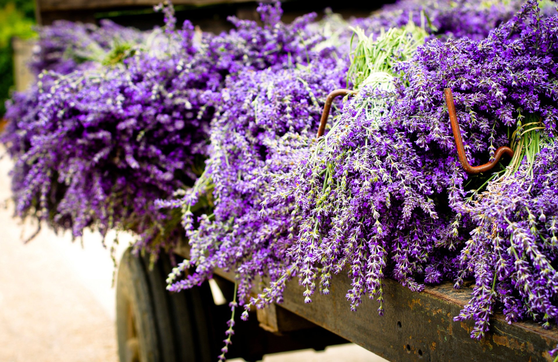 HD desktop wallpaper showcasing vibrant bundles of fresh lavender flowers in a natural outdoor setting.