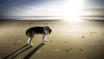 HD PC desktop wallpaper of a beagle standing on a sunlit beach with long shadows cast on the sand under a clear sky.