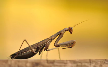 Close-up HD desktop wallpaper of a praying mantis against a soft yellow background, highlighting its detailed body and forelegs.