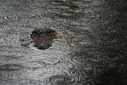 HD desktop wallpaper featuring the close-up eye of an alligator partially submerged in a rain-covered lake surface.
