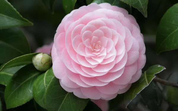 A close-up of a delicate pink camellia flower surrounded by vibrant green leaves, showcasing the beauty of nature in this HD desktop wallpaper.