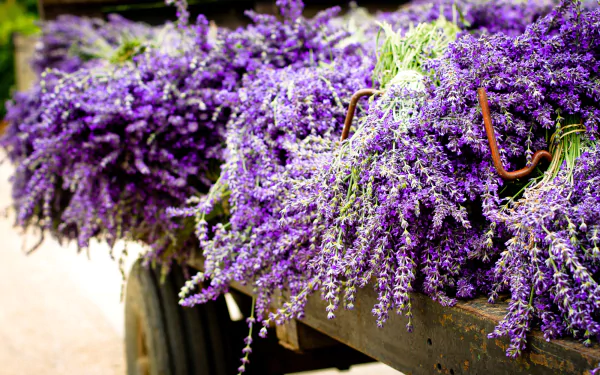 nature lavender HD Desktop Wallpaper | Background Image