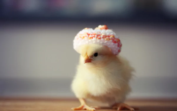 Animal chicken HD Desktop Wallpaper | Background Image