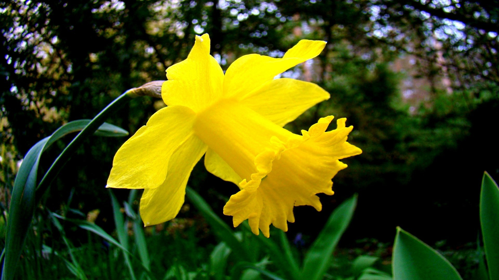 Daffodil Full HD Wallpaper and Background Image | 1920x1080 | ID:442285