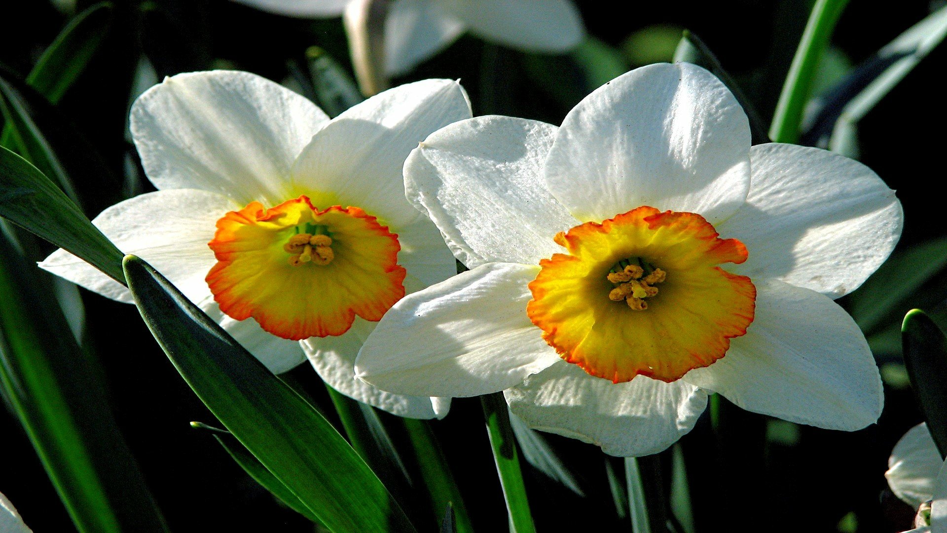 Download Narcissus Nature Daffodil HD Wallpaper
