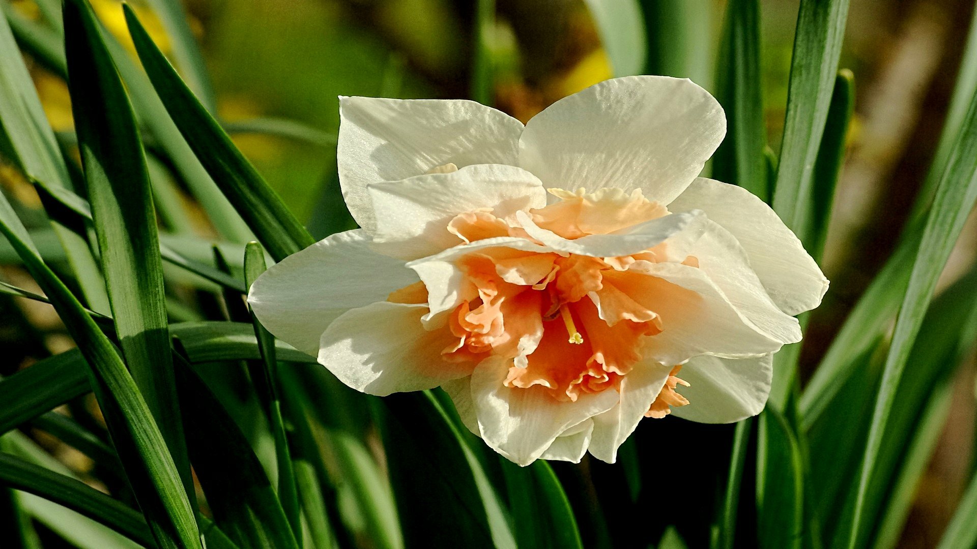 Download Nature Daffodil HD Wallpaper