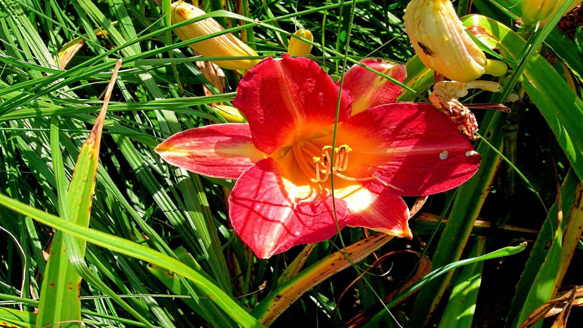 Download Nature Lily HD Wallpaper