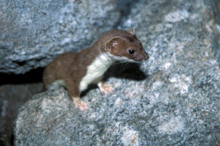 HD PC desktop wallpaper: brown ferret animal close-up perched on gray rocky surface, alert and poised against a textured stone background.