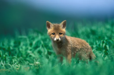 HD desktop wallpaper featuring a young fox standing in lush green foliage, presenting a vivid and natural background.