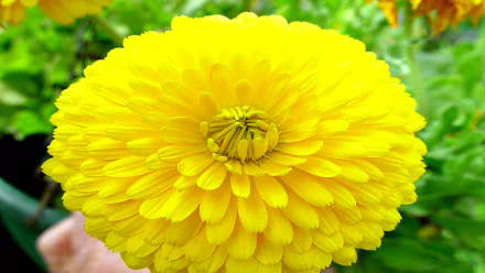 nature azalea HD Desktop Wallpaper | Background Image