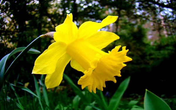 nature daffodil HD Desktop Wallpaper | Background Image