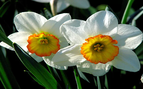 narcissus nature daffodil HD Desktop Wallpaper | Background Image