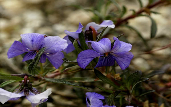  Viola Arborescens