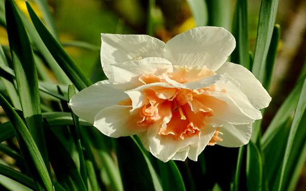 nature daffodil HD Desktop Wallpaper | Background Image