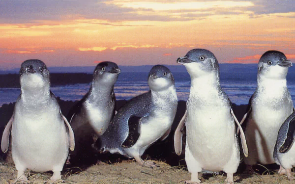 HD desktop wallpaper featuring a group of fairy penguins standing on a sandy shore at sunset, showcasing their distinctive markings and natural coastal habitat.
