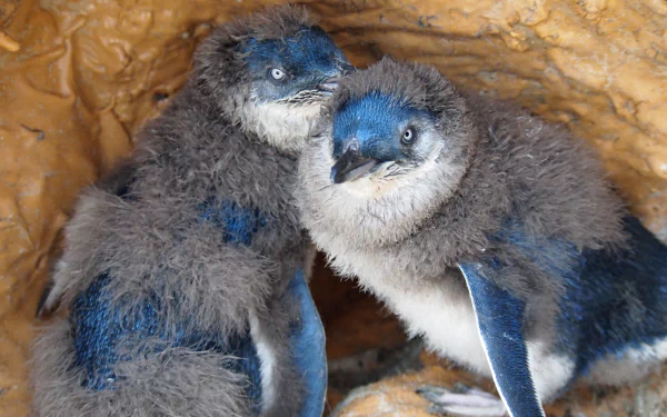 Two fluffy fairy penguins nestled together inside a rocky crevice, captured in vivid 4K Ultra HD detail as a PC desktop wallpaper.